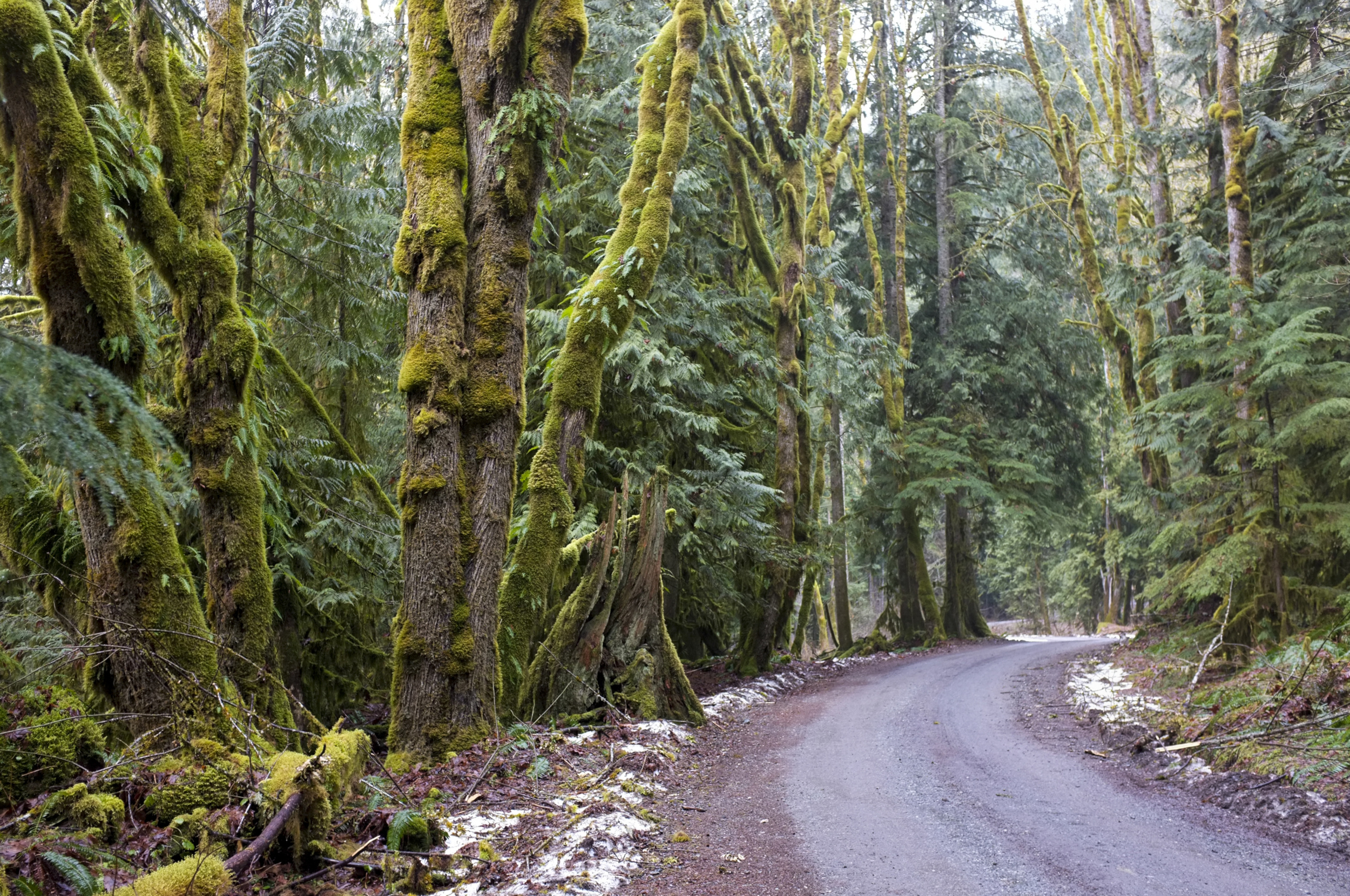 Trees and moss on Mt Baker Snoqualmie National Forest Photo Anrodphoto sm
