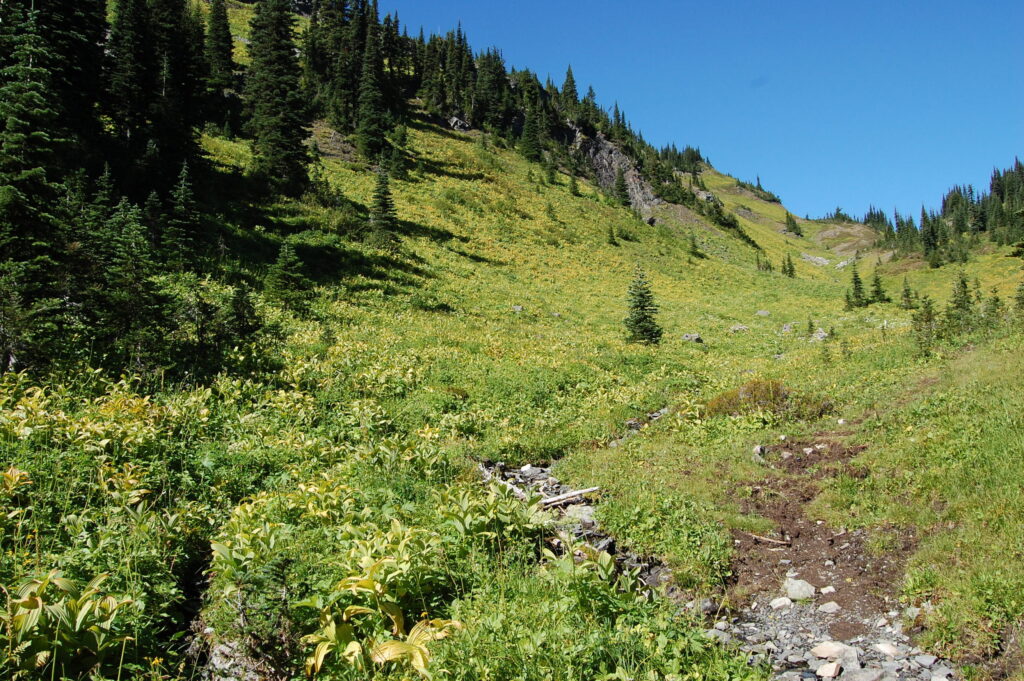 North Cascades National Park grizzly habitat Photo Joe Scott CNW scaled 1
