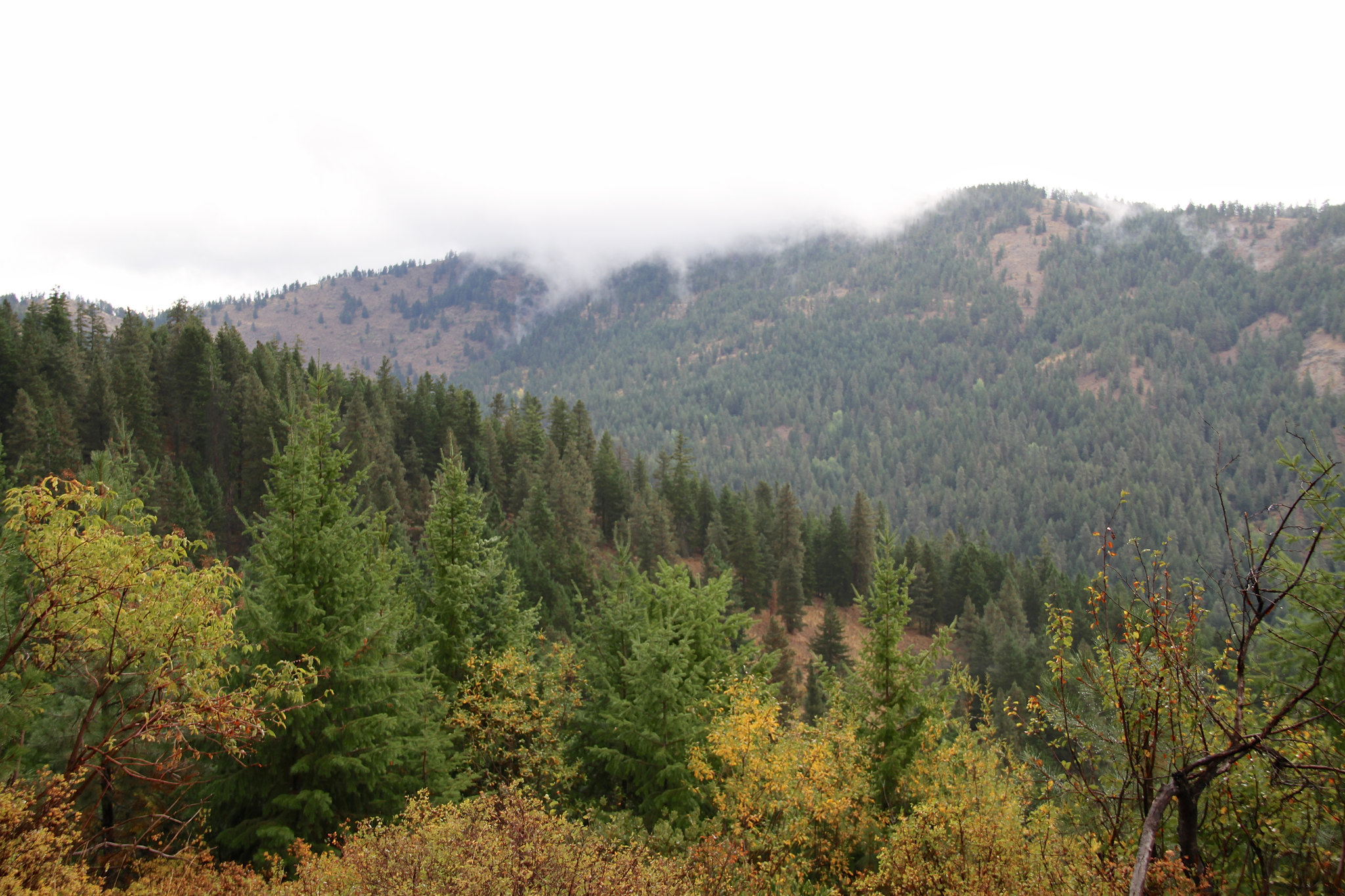 Fog forests and hillside near Twisp River. Chase Gunnell