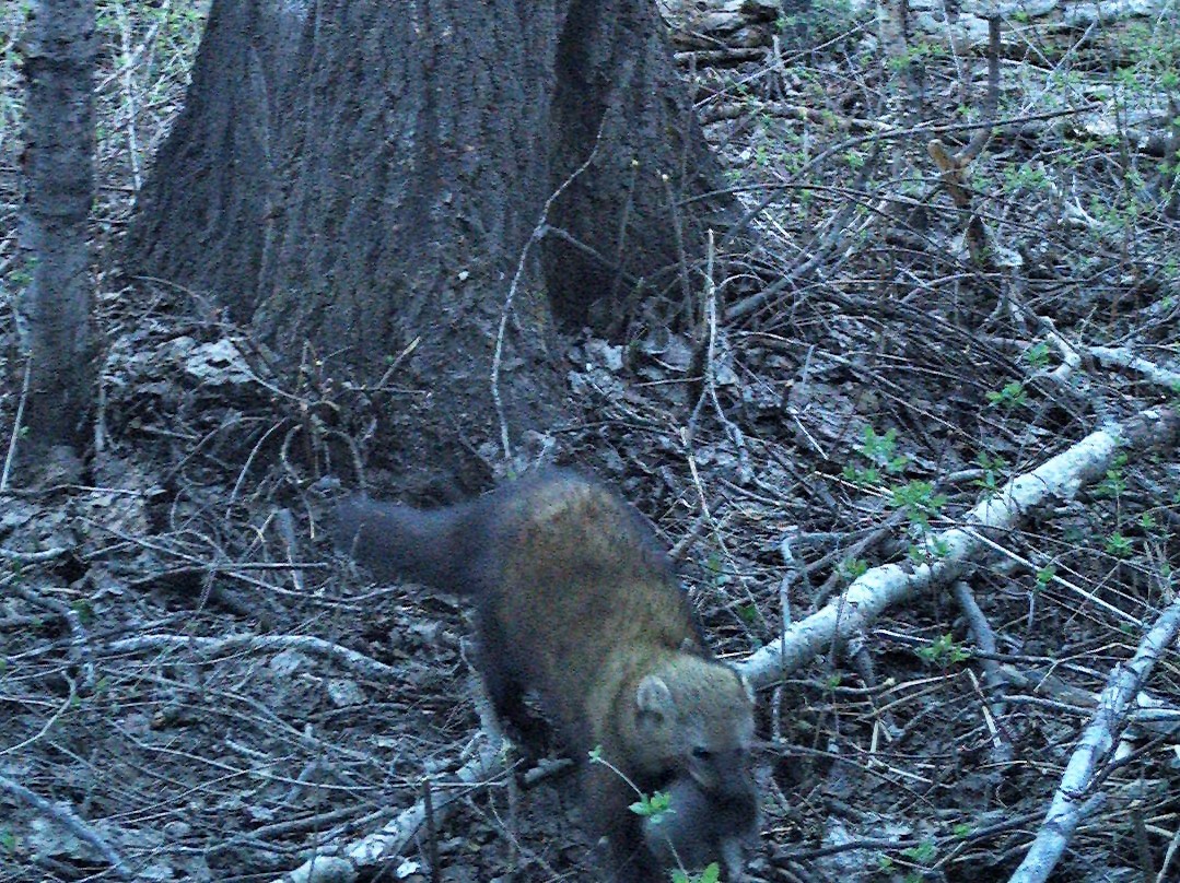 Fisher F105 Luna with kit RCNX0054b wide crop 1