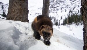 North Cascades wolverine winter 2020 21 Photo David Moskowitz Cascades Wolverine Project wide crop