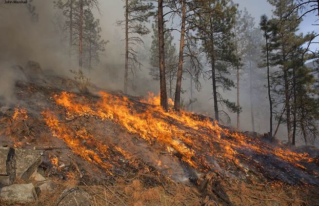 prescribed burn to reduce fuels in a forest accustomed to wildfires.John Marshall Photography