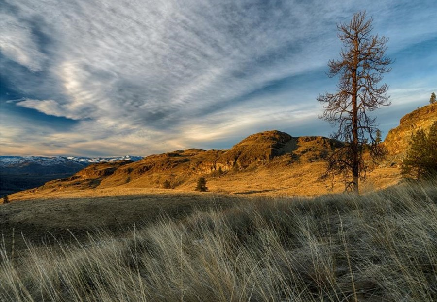 JHaug Figlenski bunchgrass Cascades to Rockies