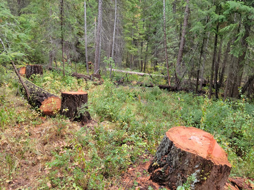Old trees stumps twisp river Michael Liu September 2021