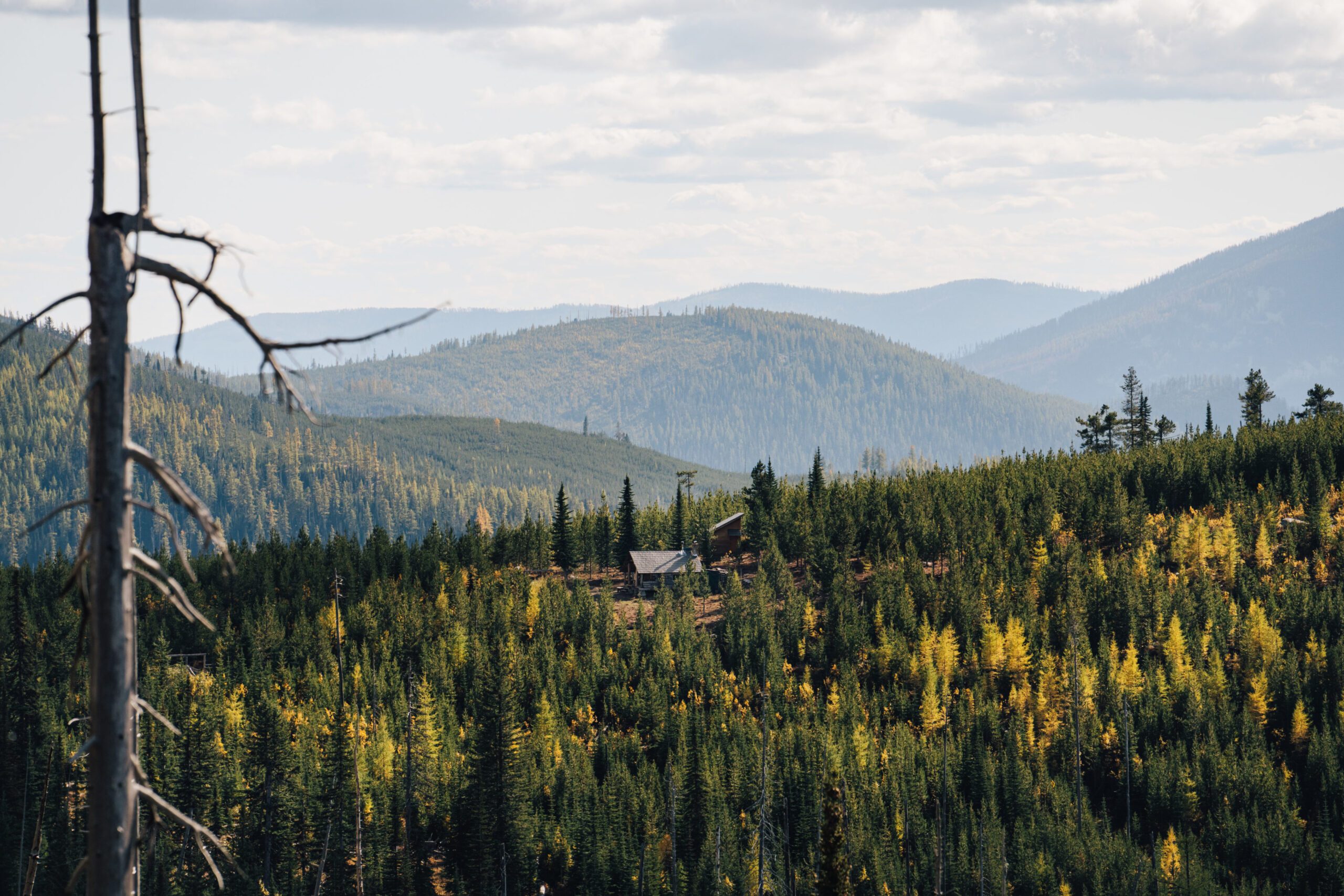 Forest in the Kettle River Mountain Range BenMatthews 08137 e1633560266163 scaled