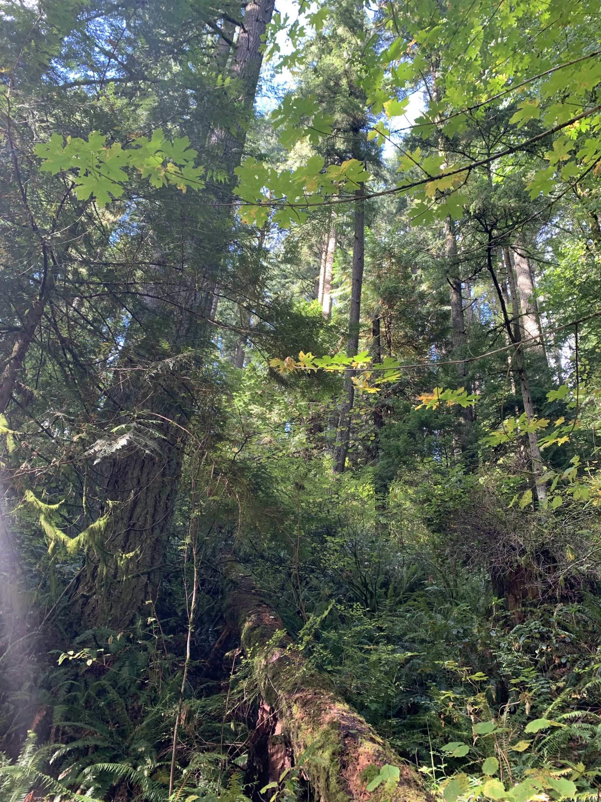 Old growth Capitol State Forest1 Paula Swedeen scaled 1