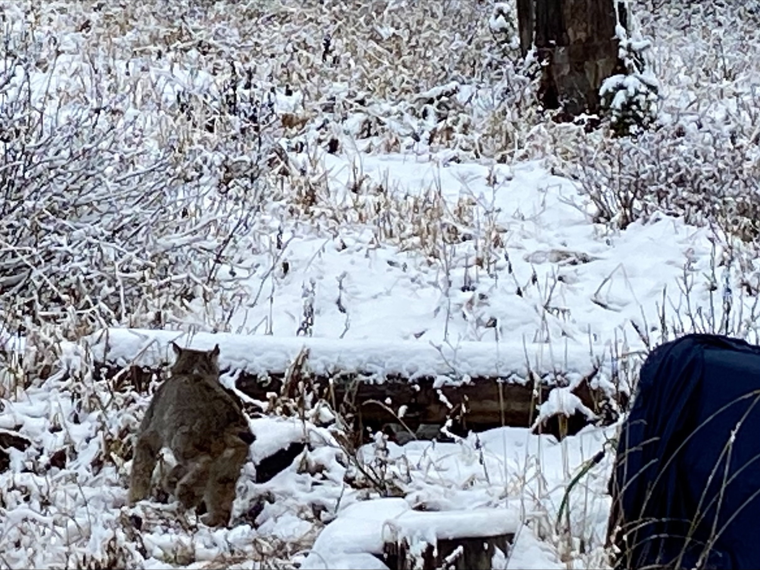 Lynx being released to Kettle Range November 2021 Photo Mitch Friedman