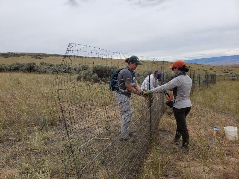 People help set up a pygmy breeding enclosure