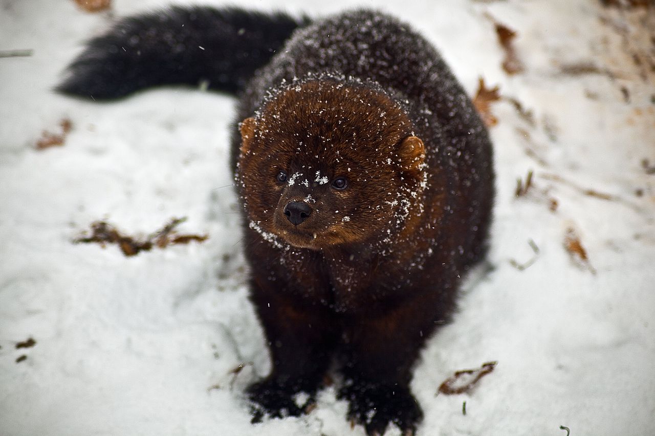 1280px Fisher face snow West Virginia ForestWander 1