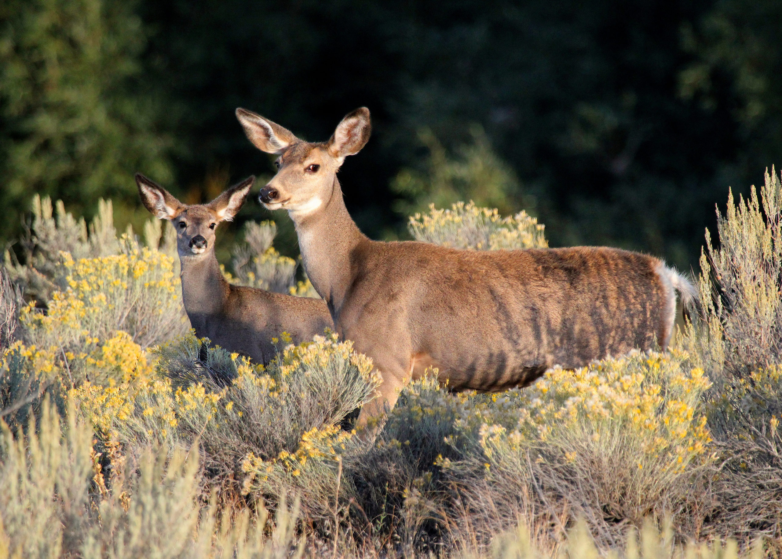 Mule deer does Ferdi Businger scaled 1