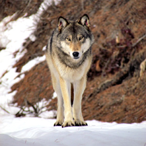 Govenor Inslee: Please Don't Make Wolves' Lives Harder - Conservation ...