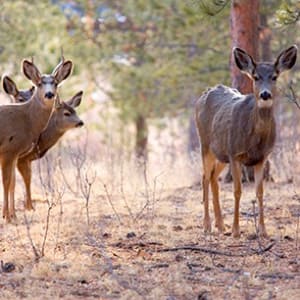 Mule deer