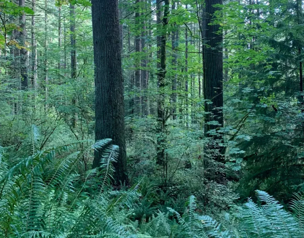 Natural stands of trees on the Capitol State Forest near Olympia. Photo: Paula Swedeen