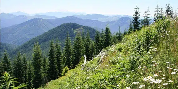 Non-motorized trails and roads in places like Tahoma State Forest, pictured here, are currently closed to e-bikes. By September 2022, DNR and WDFW will propose updated e-bike policy on their managed lands. Photo: DNR