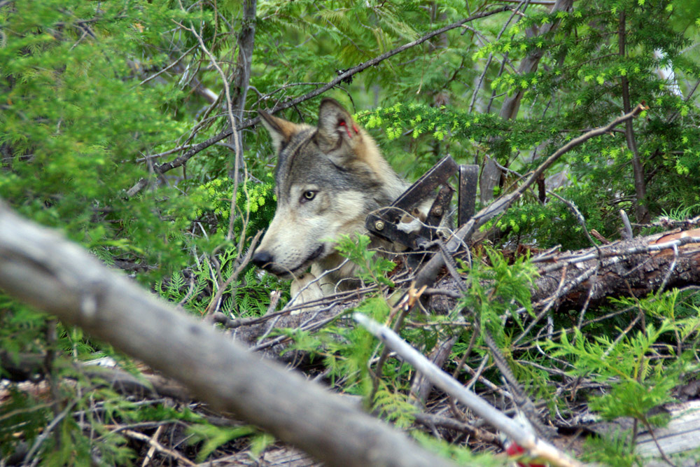 a wolf in Eastern Washington.