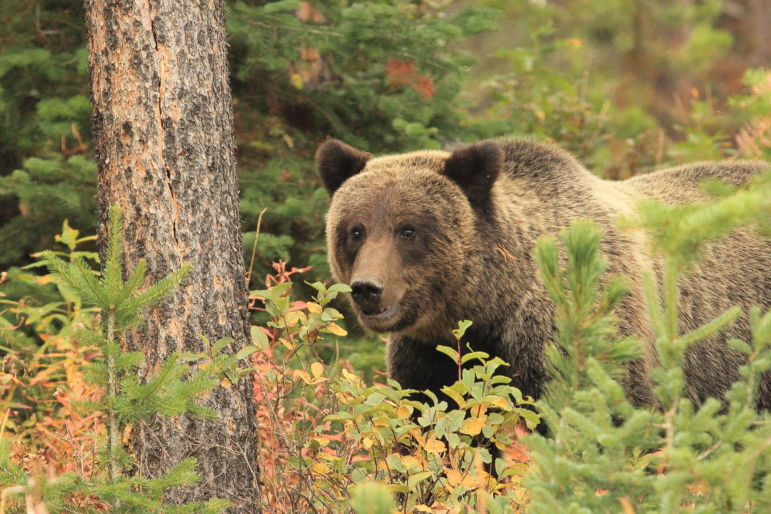 2013.09.08 Grizzly Bear Bridger Teton National Forest Wyoming US Forest Service scaled 1