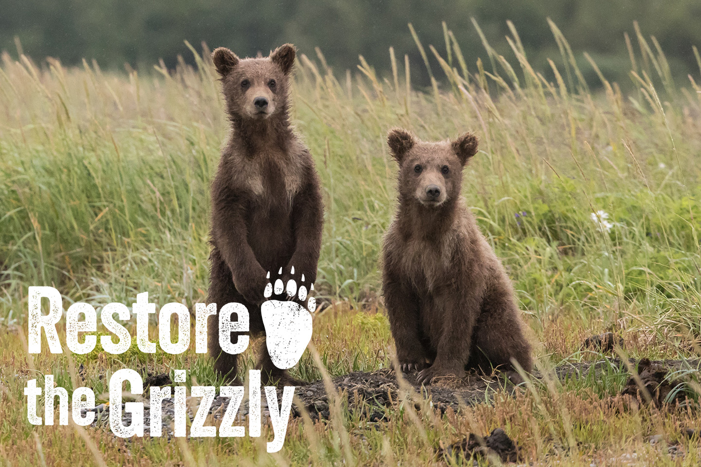 anthony renovato 6HxC fZjlI0 Restore the grizzly