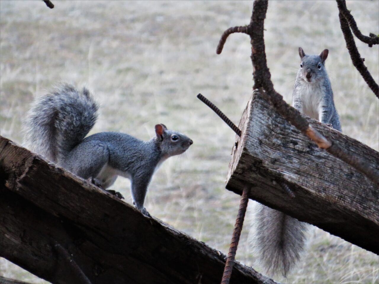 Western gray squirrels