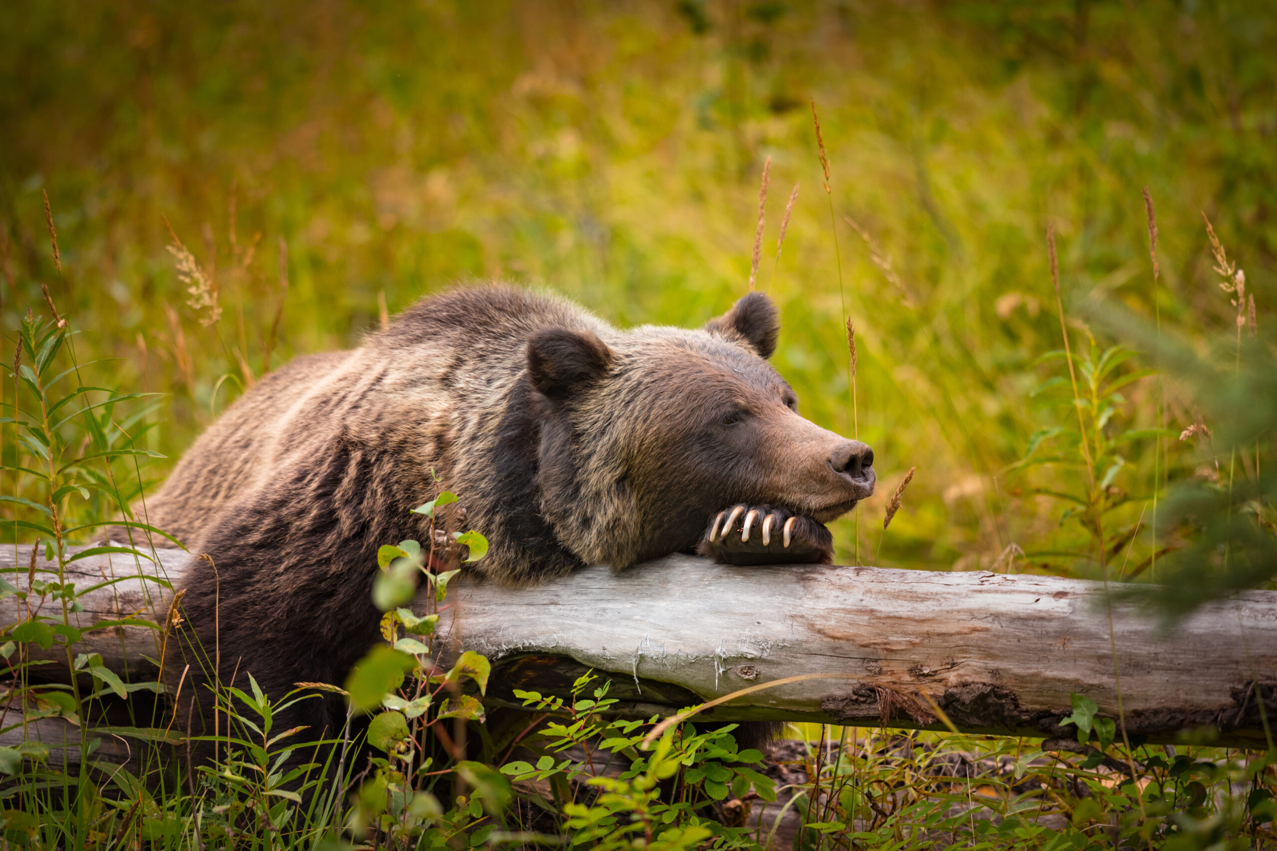 Friends of the North Cascades Grizzly Bear - Restoring a healthy