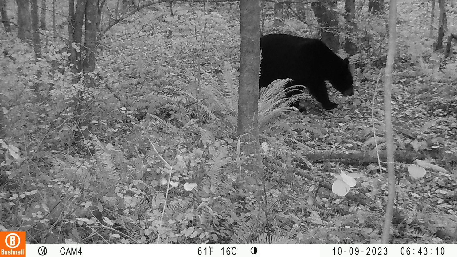 Conservation Northwest Northern Linkage bear