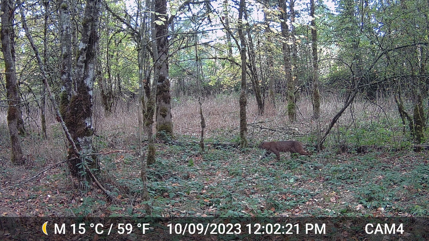 Conservation Northwest Northern Linkage bobcat