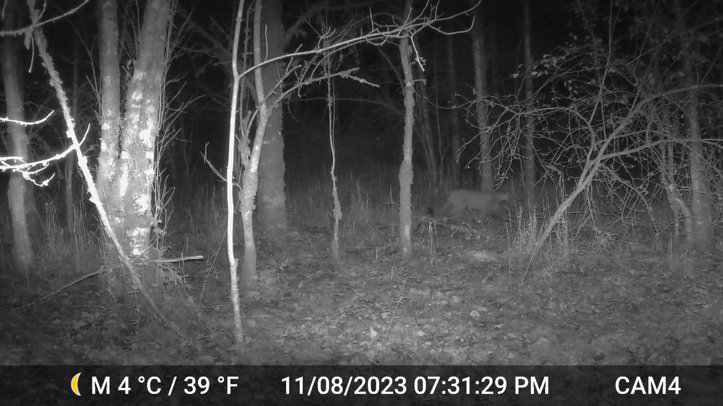 Conservation Northwest Northern Linkage Cougar