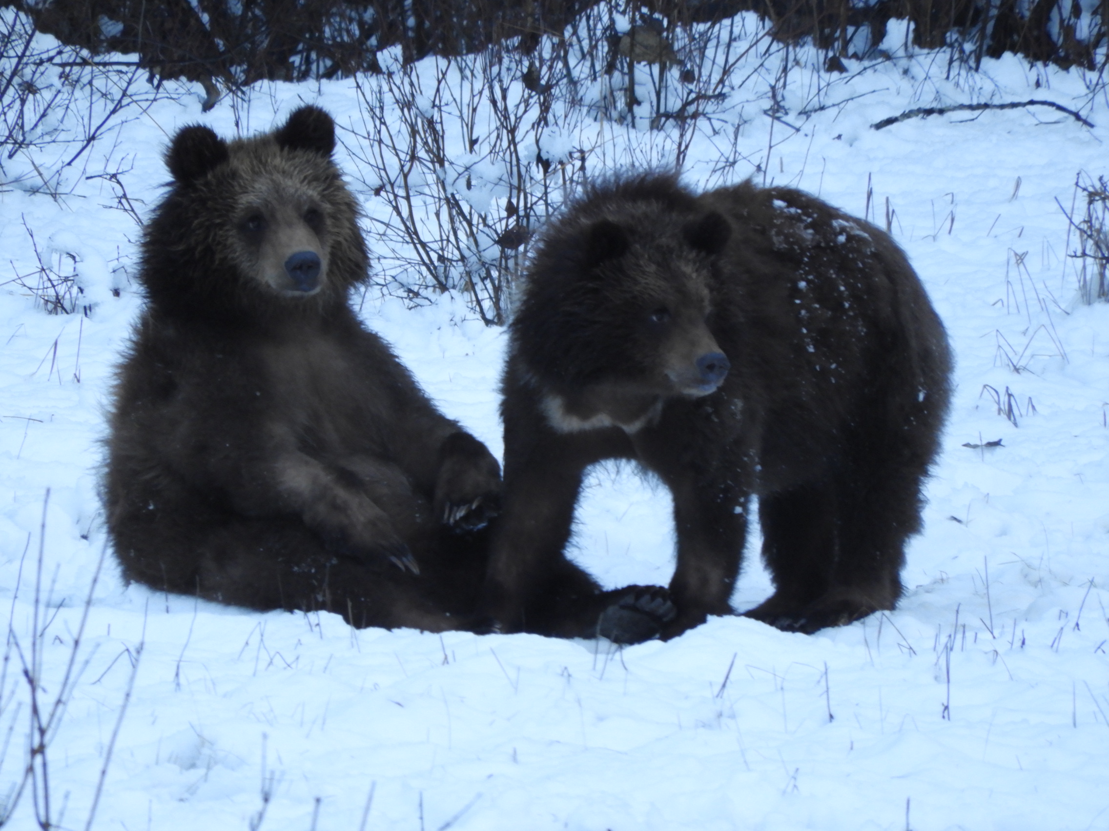 Vanloons grizzly 1