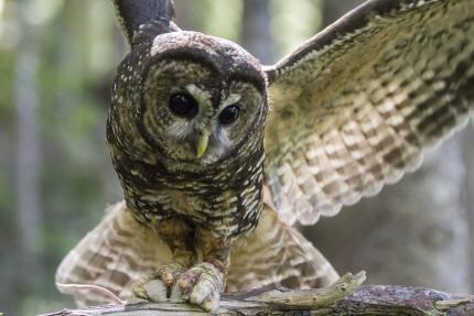 Spotted Owl WDFW photo