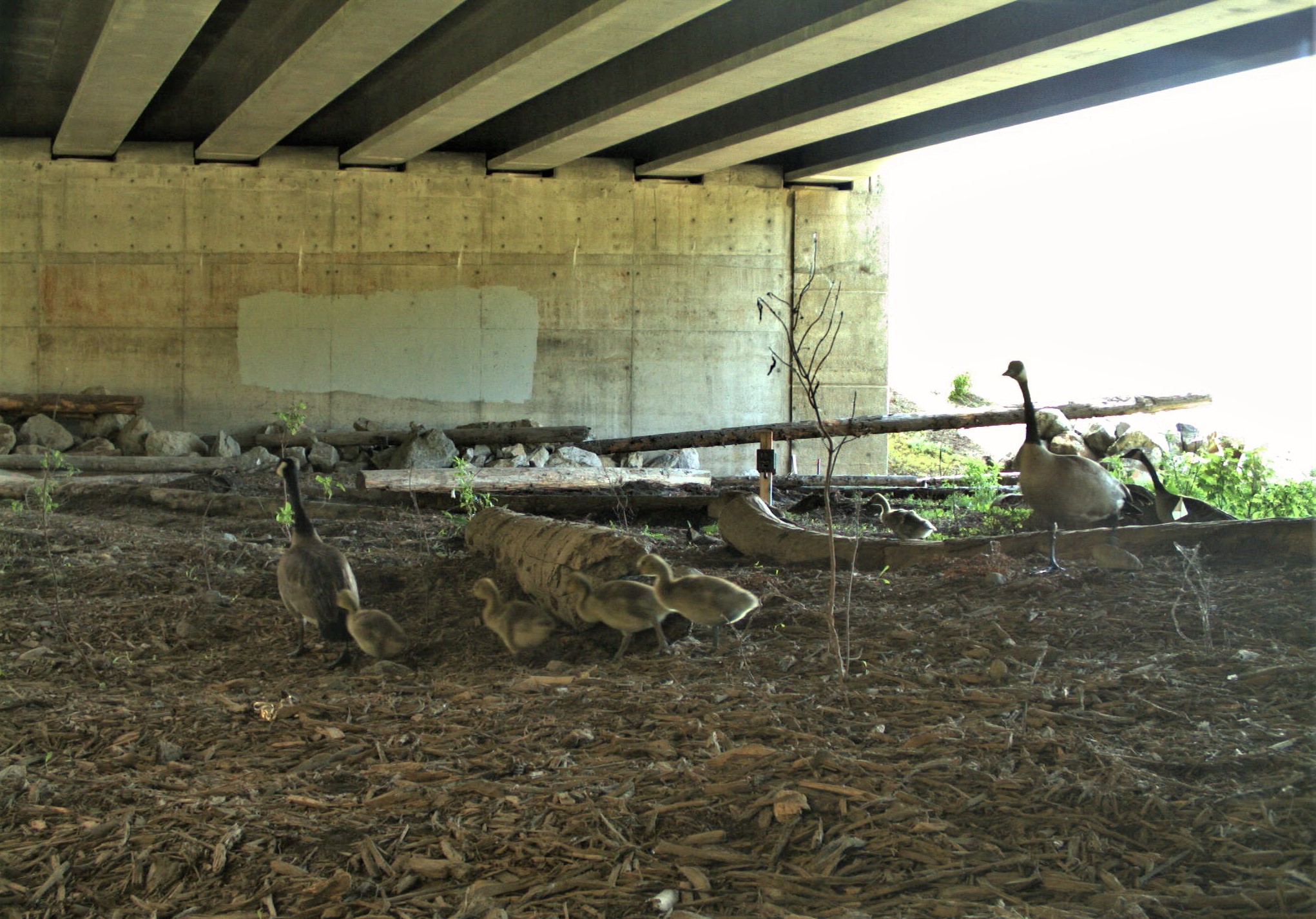 conservationnw image