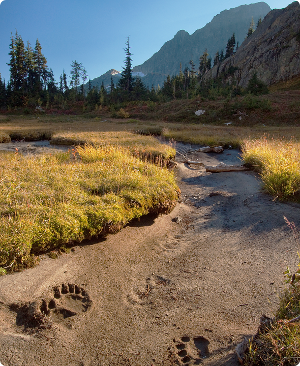 conservationnw image