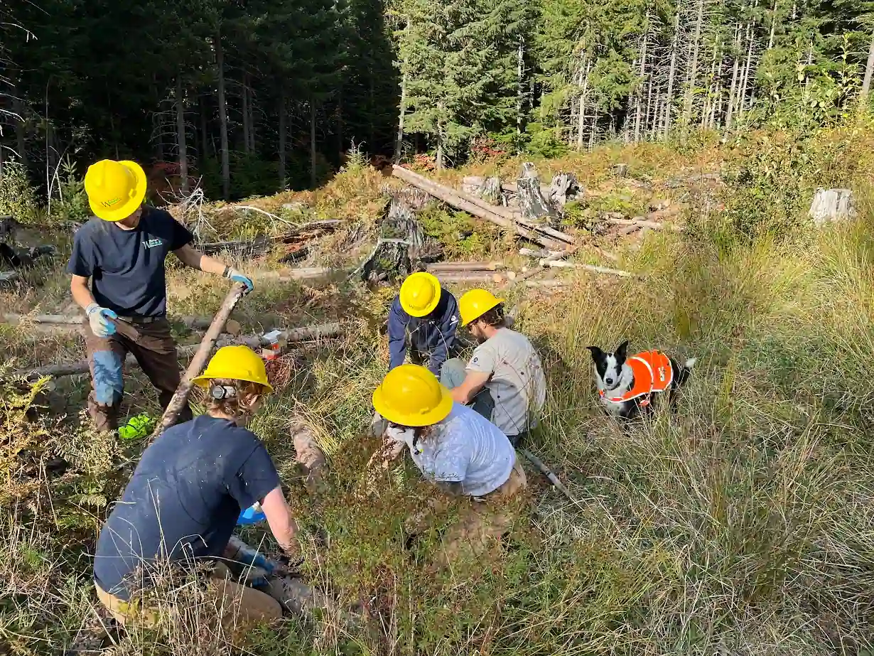 Five people wearing yellow hard hats work together in a grassy, wooded area while a dog in an orange vest watches nearby. Logs and trees are visible in the background.