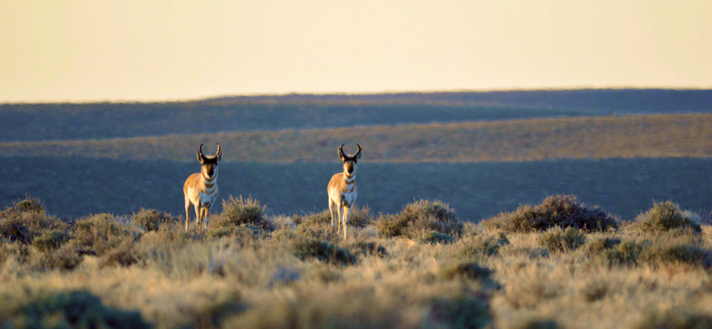 conservationnw image