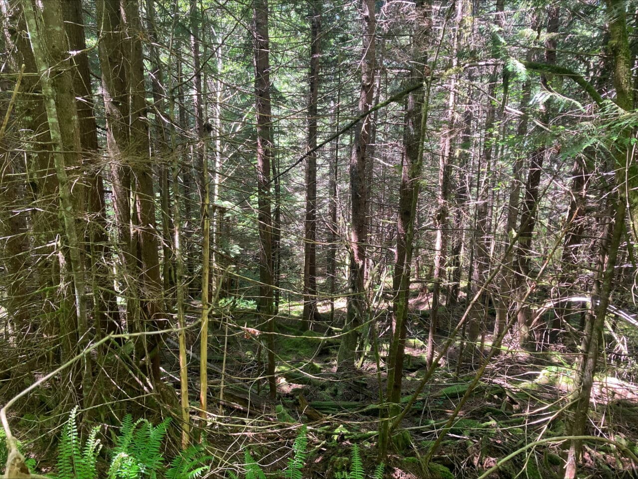 Dense overstocked stand
