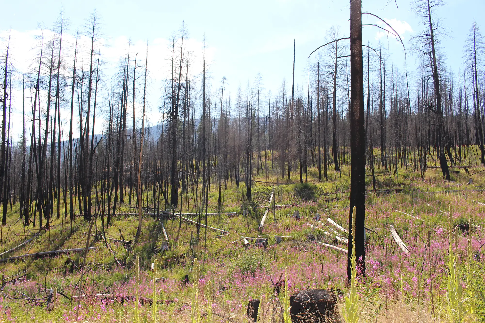 Restoring fire Images 5