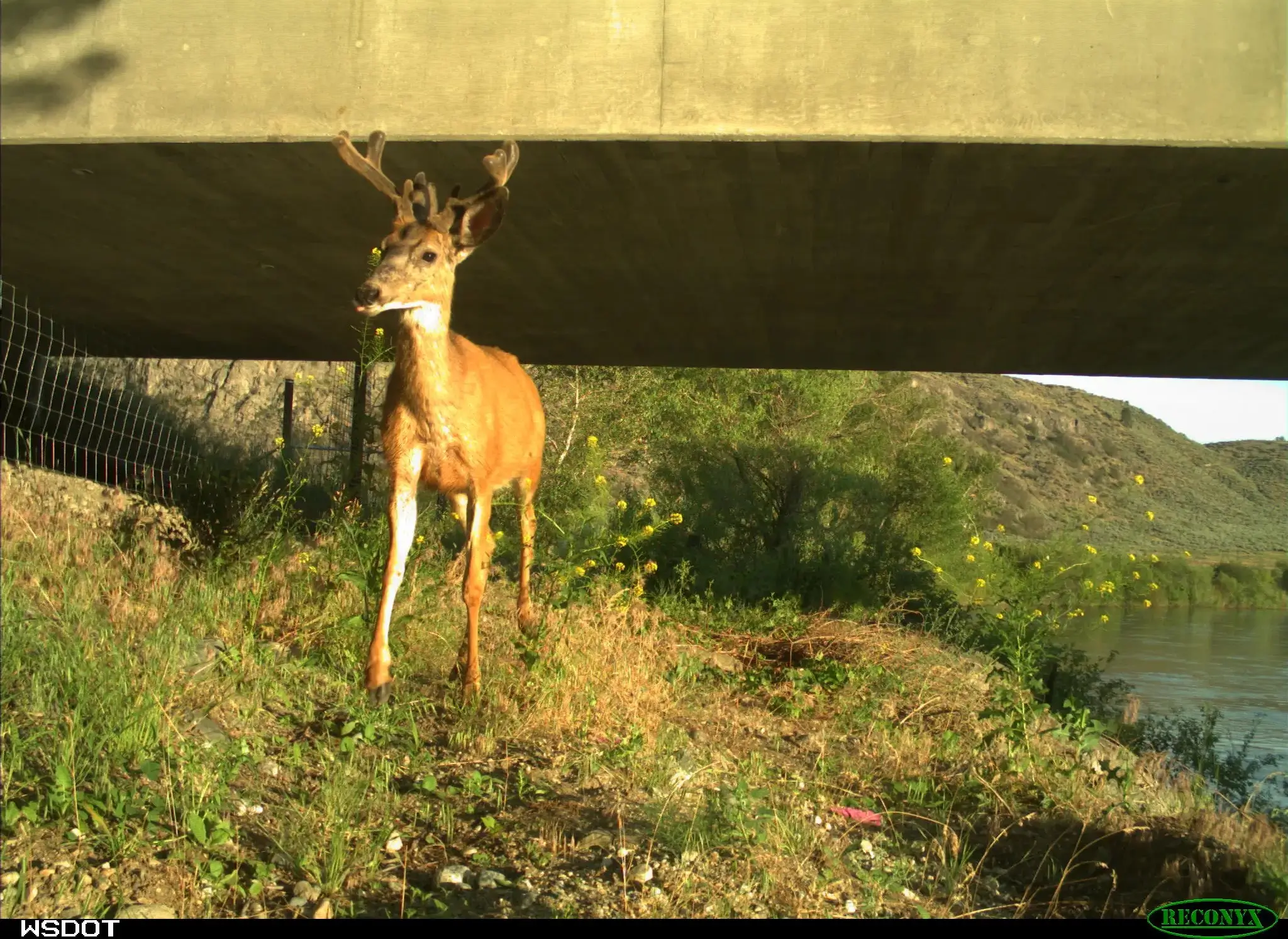 Safe Passage Highway 97 4 Image