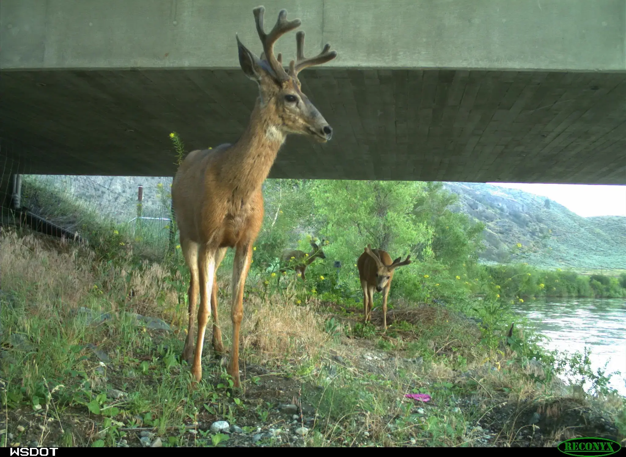 Safe Passage Highway 97 7Image