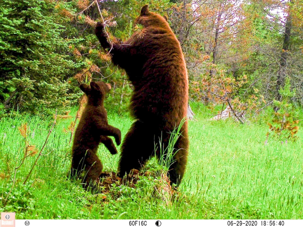 2020 CWMP BlackBear SowCub