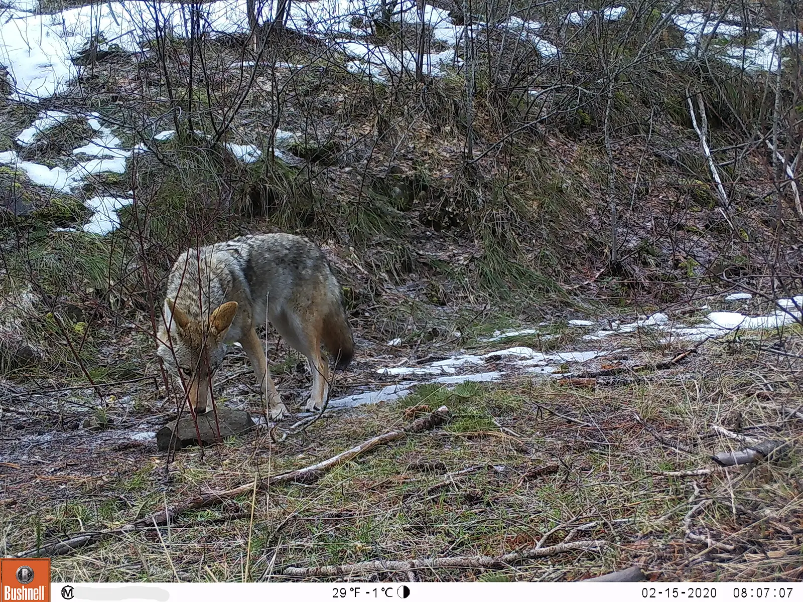 2020 CWMP Coyote 1