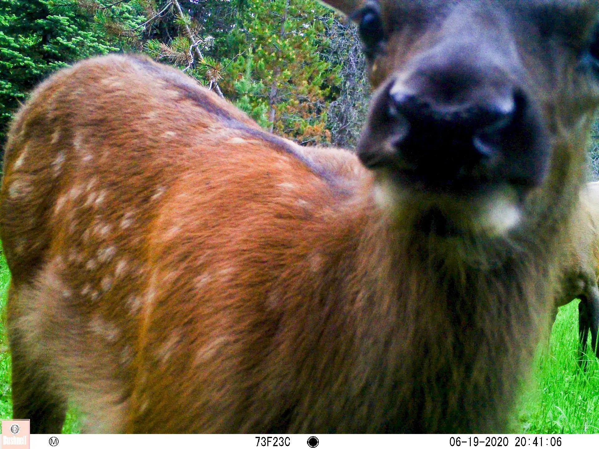 2020 CWMP Elk Calf 2