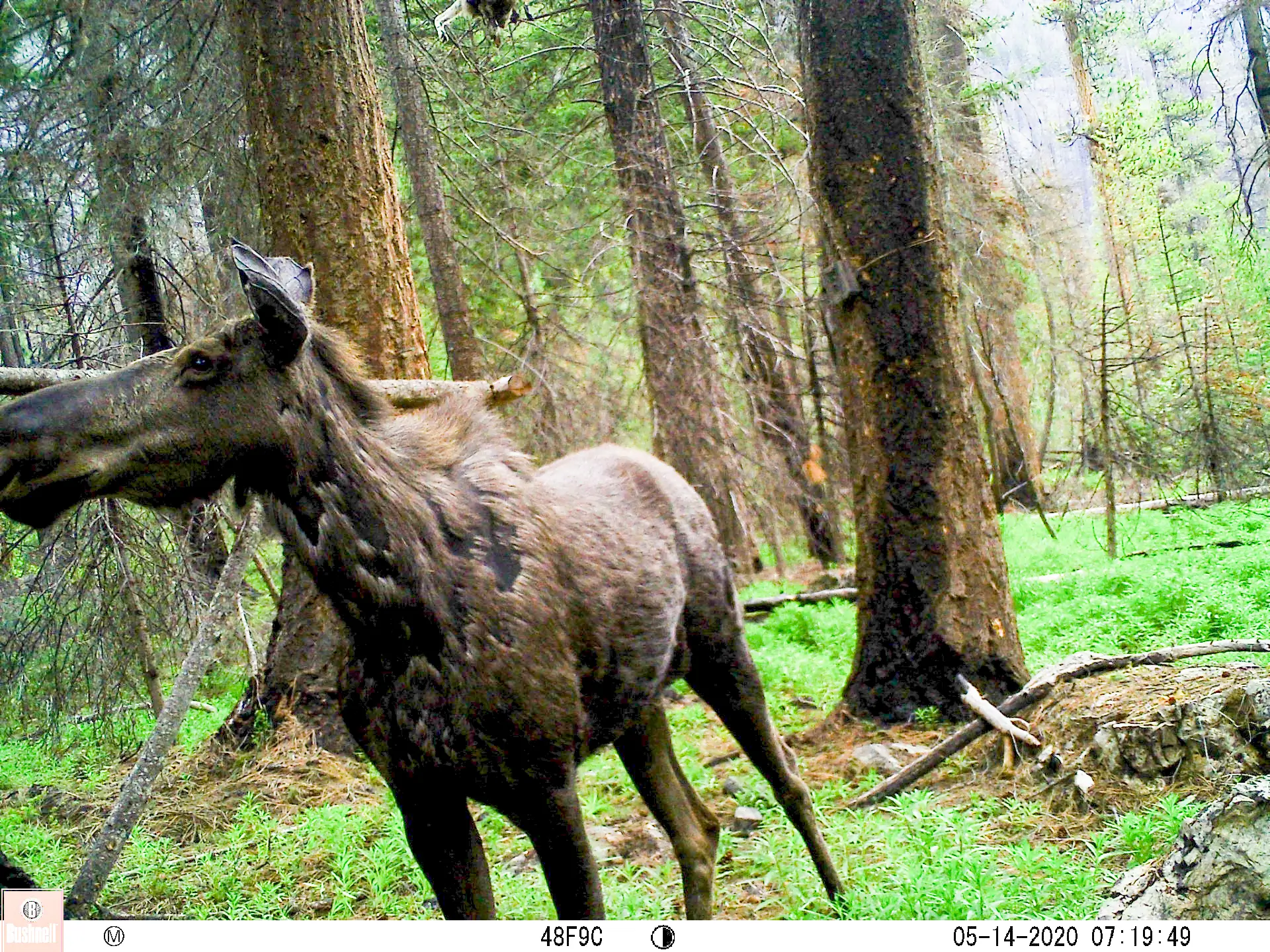 2020 CWMP Moose