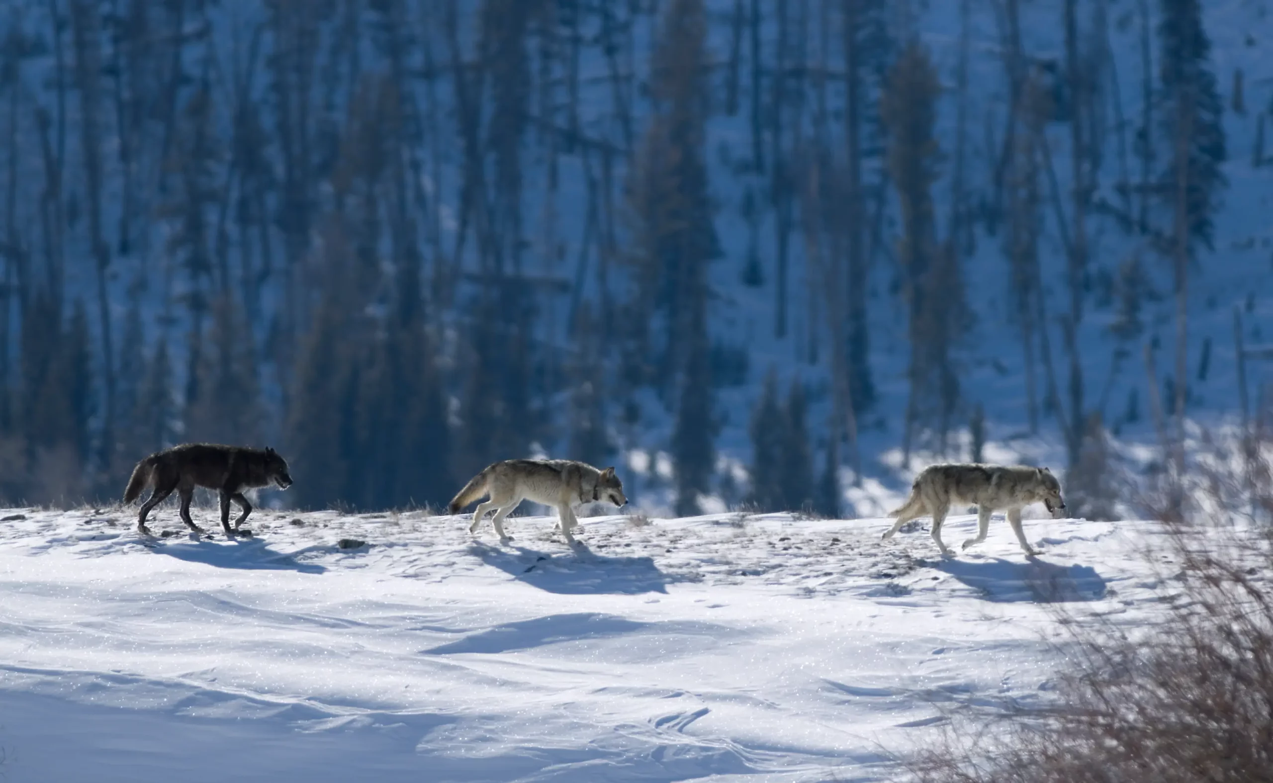 A wolf pack walks a ridgeline in Yellowstone National Park. Photo Milehightraveler scaled