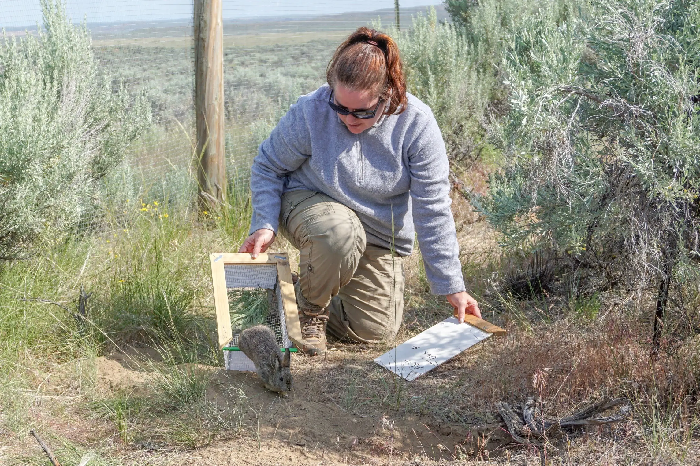 Ann releases pygmy rabbit Chase Gunnell