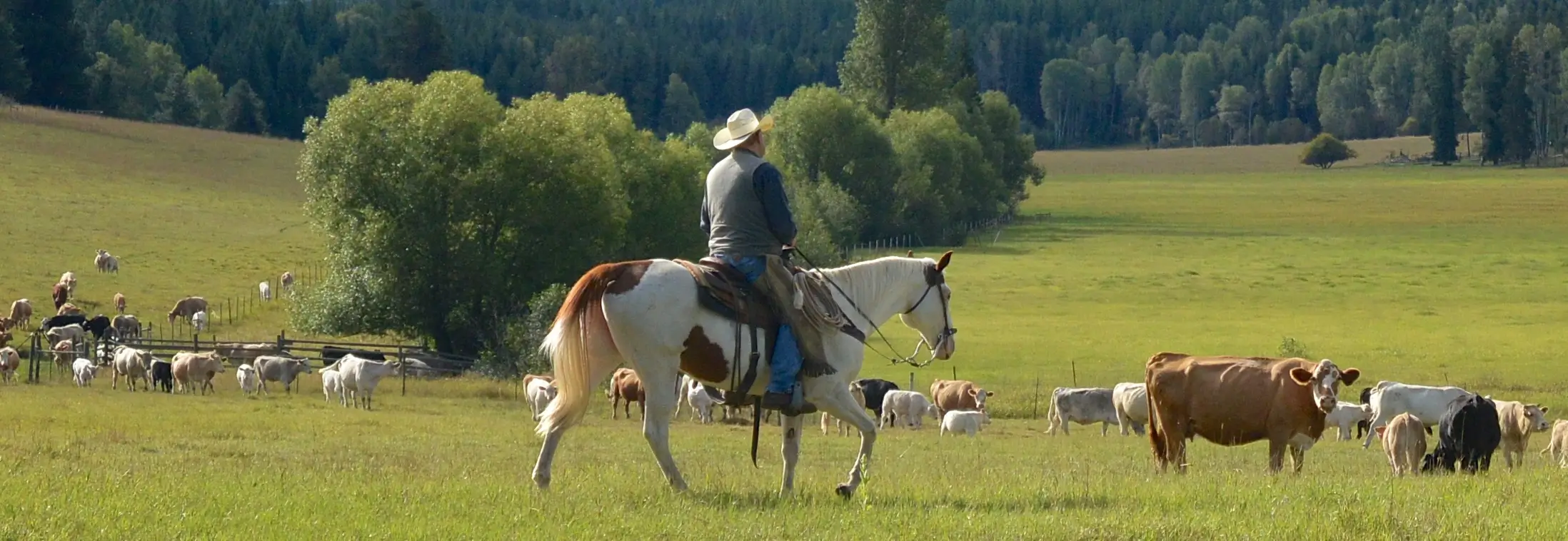 Banner crop. CNW Range Rider in Colville National Forest wolf country. Photo Chase Gunnell cropped