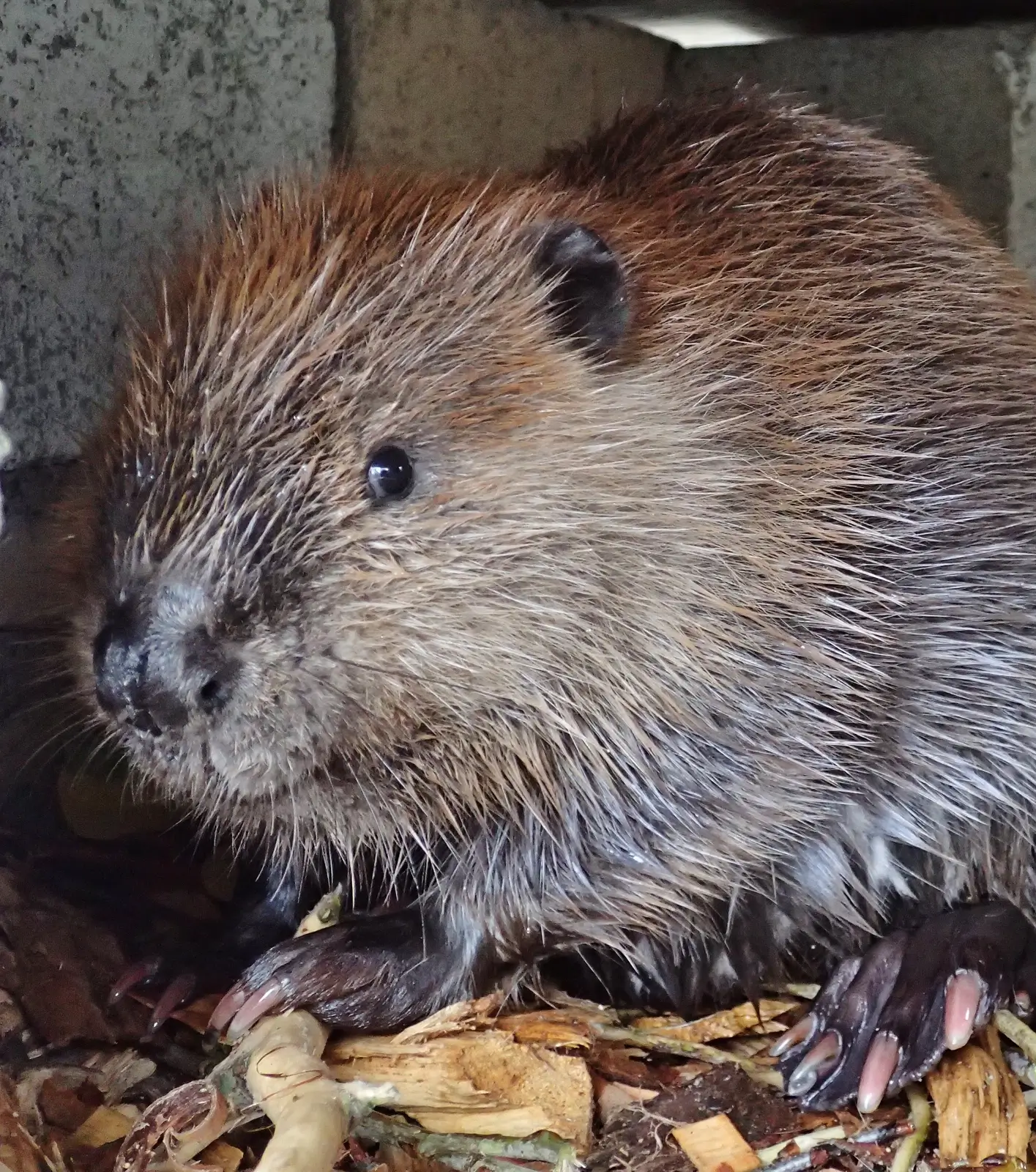 Beaver in Housing 1