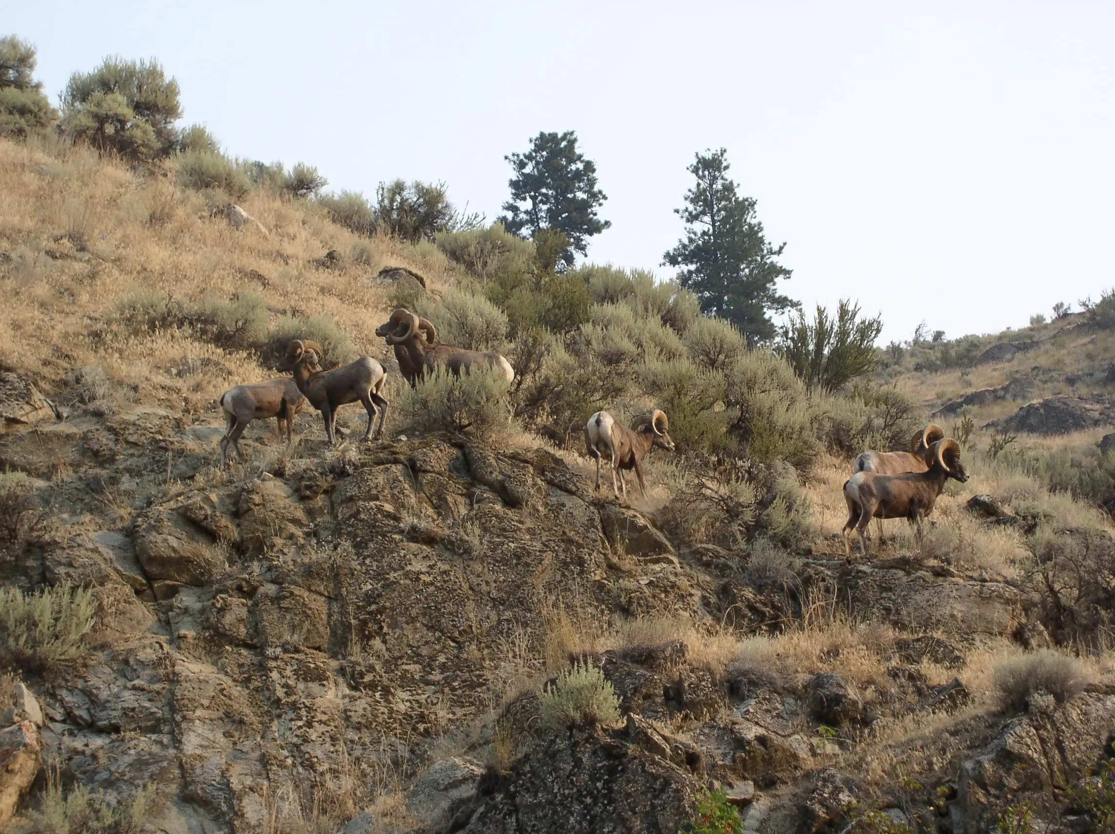 Bighorn Sheep at Toats Coulee 8 14 06LindaApel1
