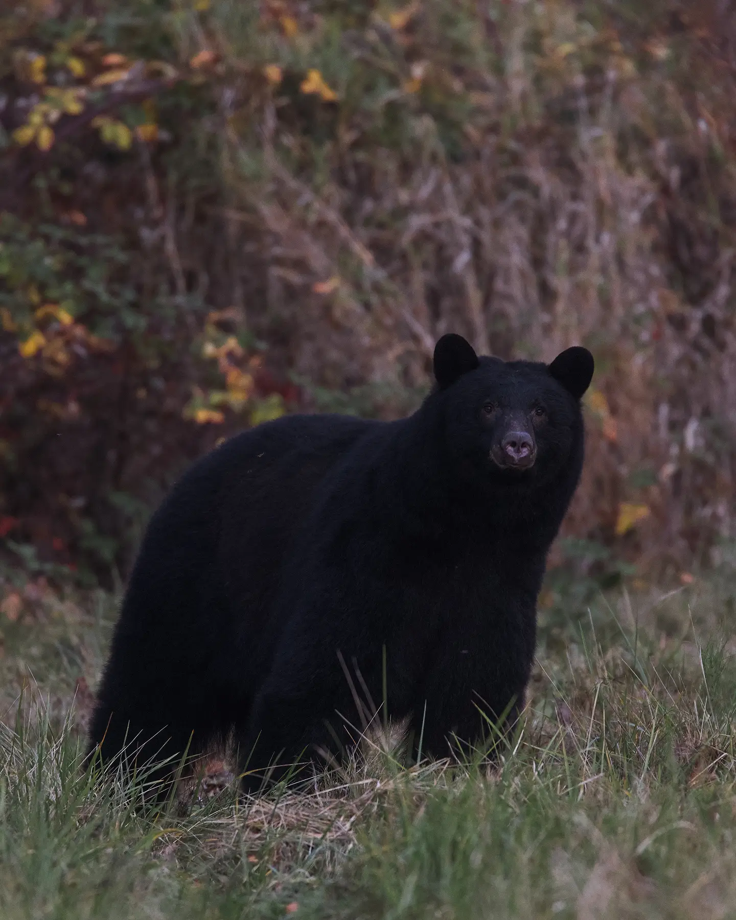 Black Bears in Carnation 1 1