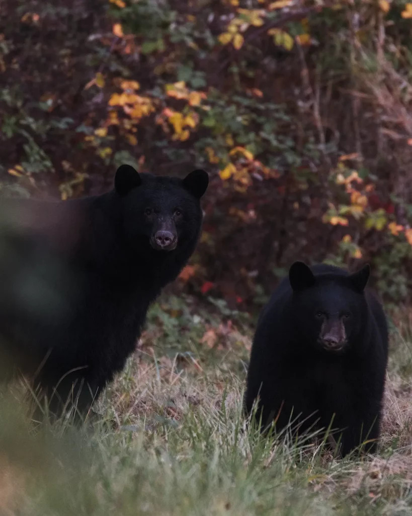 Black Bears in Carnation 3 1