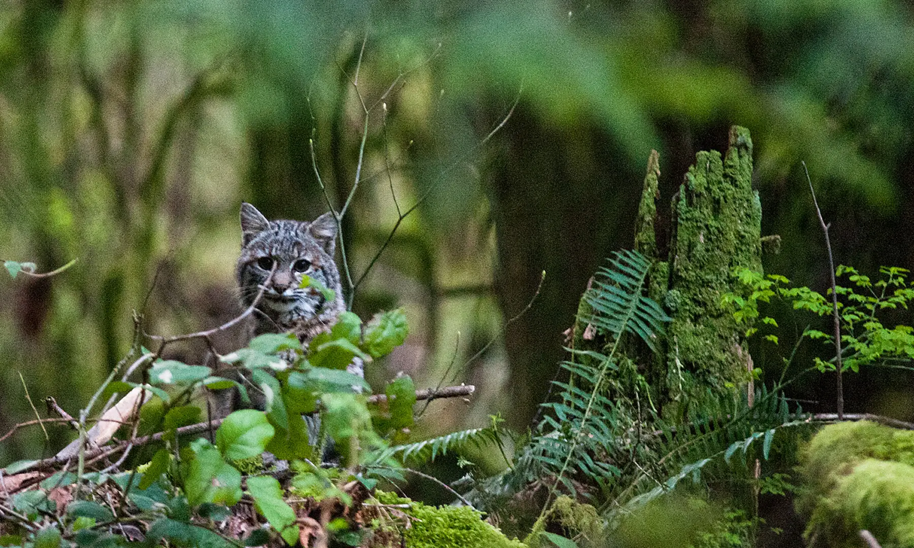 Bobcat in forest ToddEntrikin 1