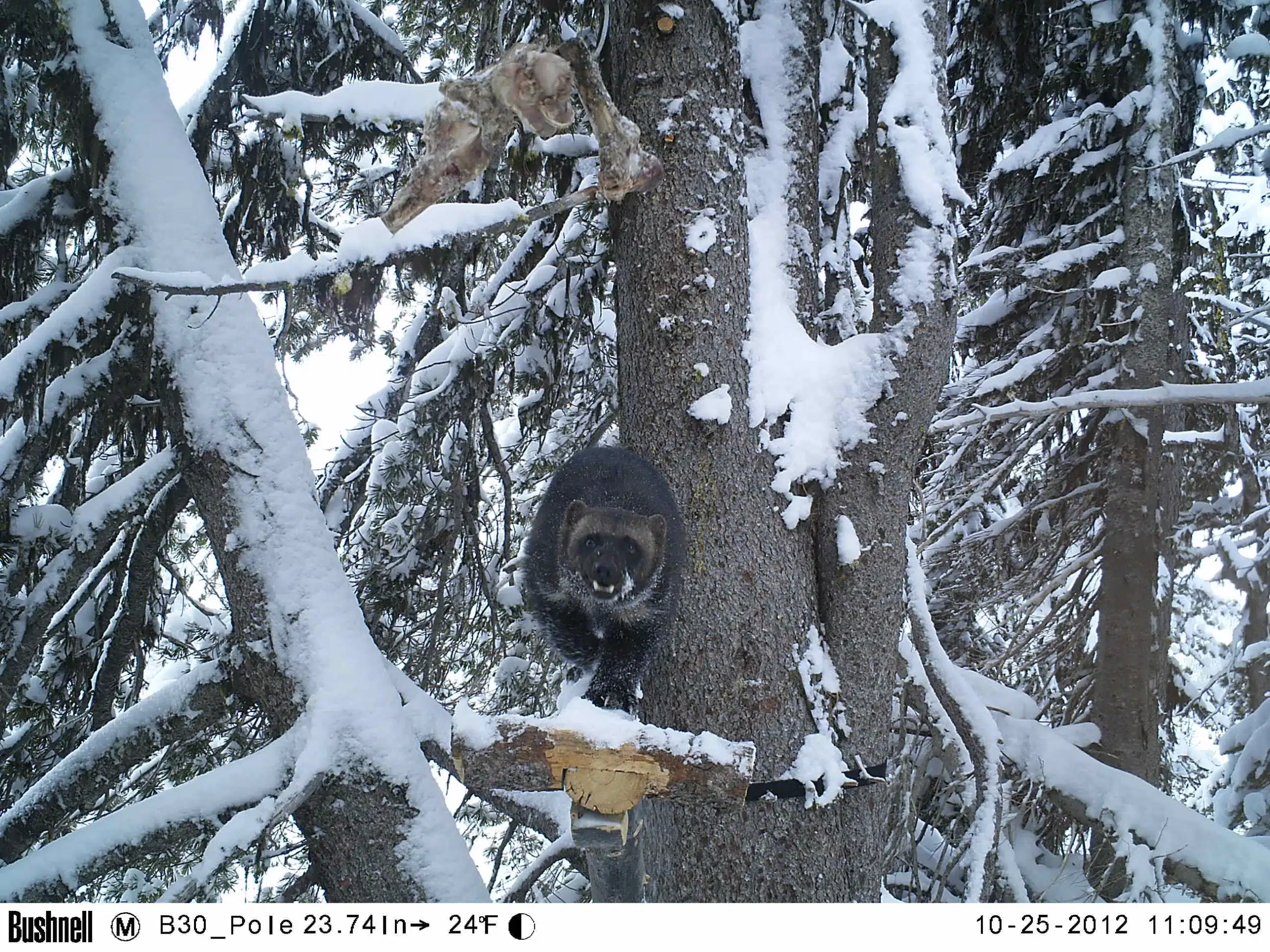 Bootjack Ridge Wolverine9 CNW CWMP 2013 scaled