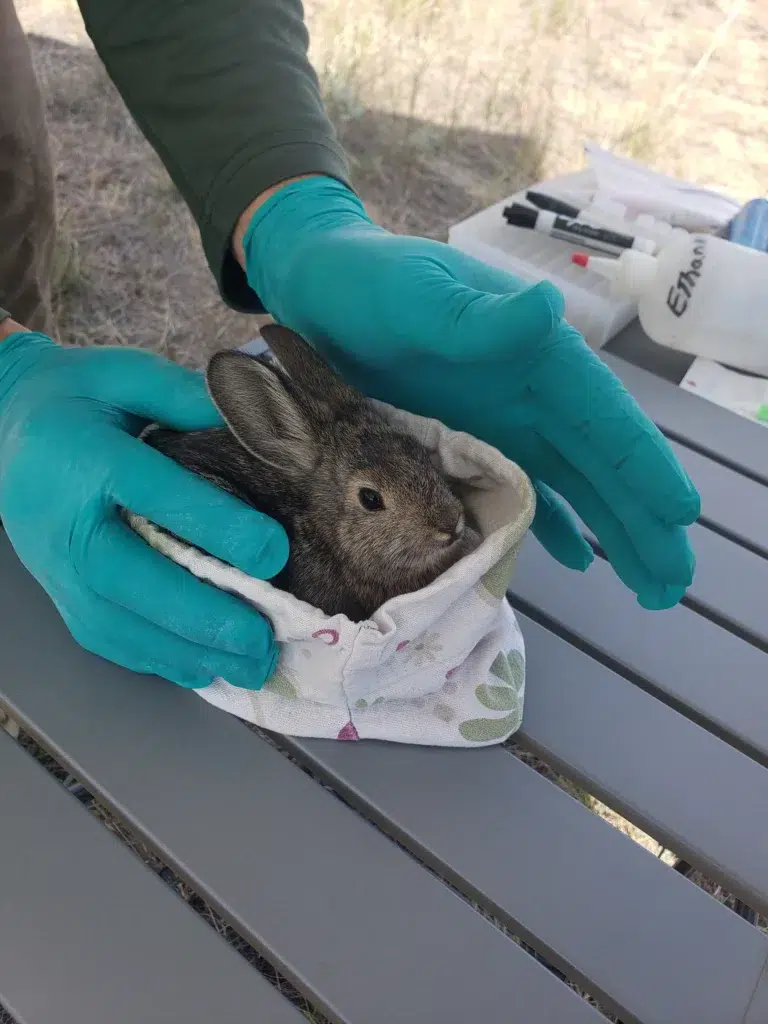 CNW Jordan Ryckman Pygmy Rabbit scaled